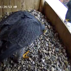 Kalamazoo Peregrines Kewpee and Rebecca Jan 2025