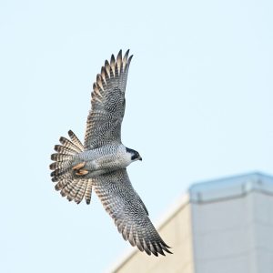 Kalamazoo Peregrine Falcons 2019