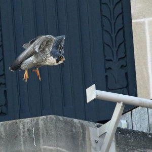 Kalamazoo Peregrine Falcons 2019