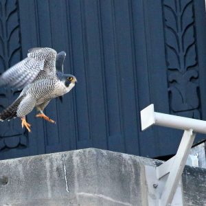 Kalamazoo Peregrine Falcons 2019