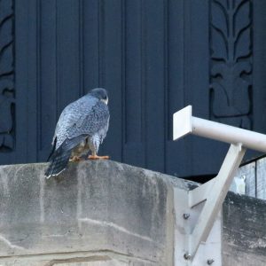 Kalamazoo Peregrine Falcons 2019