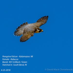 Kalamazoo Peregrine Falcons 2018