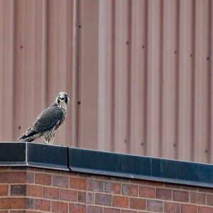 Kalamazoo Peregrine Falcons 2020 Spring