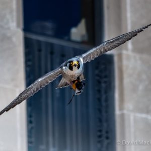 Kalamazoo Peregrine Falcons 2018