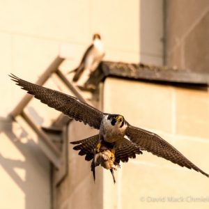 Kalamazoo Peregrine Falcons 2016