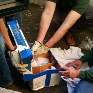 Kalamazoo Peregrine Falcons Banding Day 2018