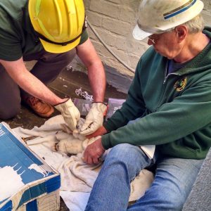 Kalamazoo Peregrine Falcons Banding Day 2018