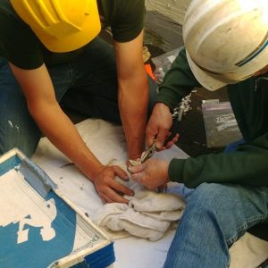 Kalamazoo Peregrine Falcons Banding Day 2018