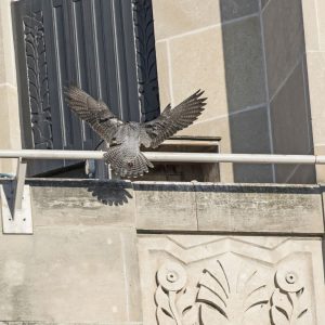 Kalamazoo Peregrine Falcons Banding Day 2018