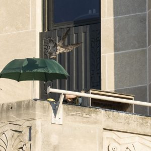 Kalamazoo Peregrine Falcons Banding Day 2018