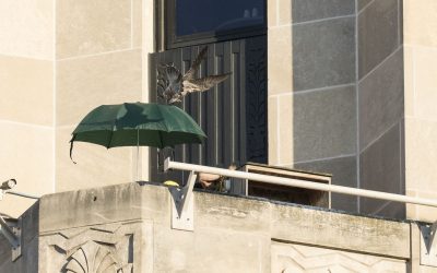 Kalamazoo Peregrine Falcons Banding Day 2018