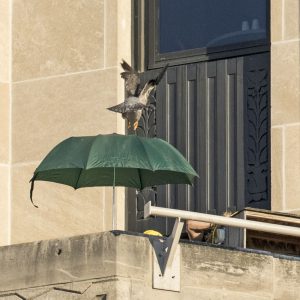 Kalamazoo Peregrine Falcons Banding Day 2018