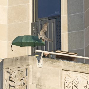 Kalamazoo Peregrine Falcons Banding Day 2018