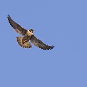 Kalamazoo Peregrine Falcons Banding Day 2018