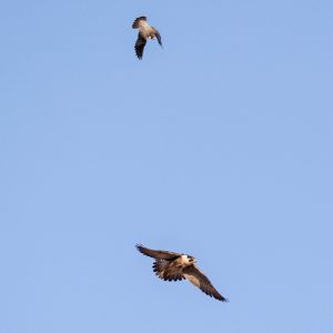 Kalamazoo Peregrine Falcons Banding Day 2018