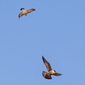 Kalamazoo Peregrine Falcons Banding Day 2018