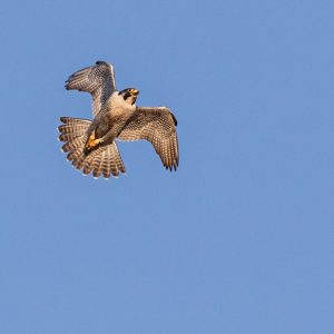 Kalamazoo Peregrine Falcons Banding Day 2018