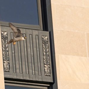 Kalamazoo Peregrine Falcons Banding Day 2018