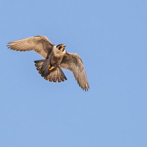 Kalamazoo Peregrine Falcons Banding Day 2018