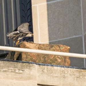 Kalamazoo Peregrine Falcons Banding Day 2018