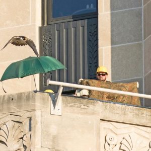 Kalamazoo Peregrine Falcons Banding Day 2018