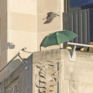 Kalamazoo Peregrine Falcons Banding Day 2018