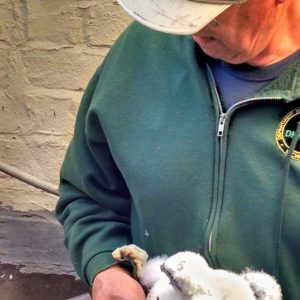 Kalamazoo Peregrine Falcons Banding Day 2018