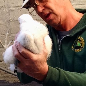 Kalamazoo Peregrine Falcons Banding Day 2018