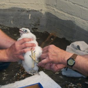 Kalamazoo Falcons Banding Day 2017