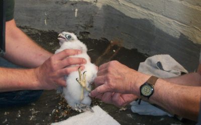 Kalamazoo Falcons Banding Day 2017