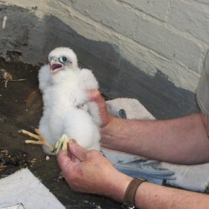 Kalamazoo Falcons Banding Day 2017