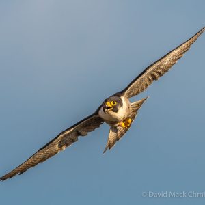 Kalamazoo Falcons Banding Day 2017