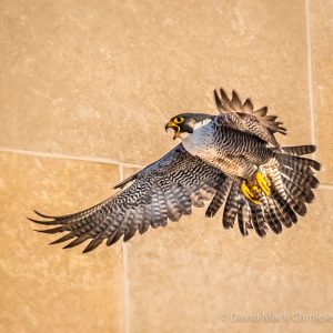 Kalamazoo Falcons Banding Day 2017