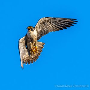 Kalamazoo Falcons Banding Day 2017