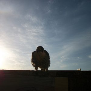 Kalamazoo Falcons Banding Day 2016