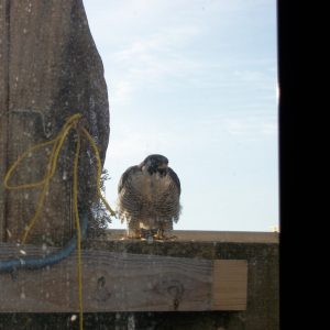 Kalamazoo Falcons Banding Day 2016