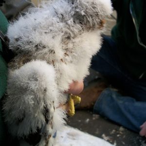 Kalamazoo Falcons Banding Day 2016