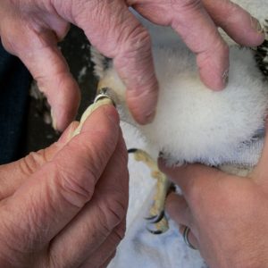 Kalamazoo Falcons Banding Day 2016