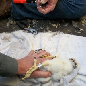 Kalamazoo Falcons Banding Day 2016