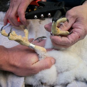 Kalamazoo Falcons Banding Day 2016