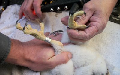 Kalamazoo Falcons Banding Day 2016