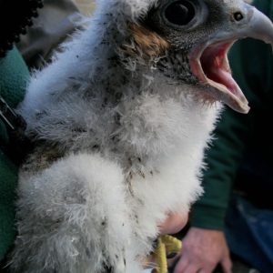 Kalamazoo Falcons Banding Day 2016