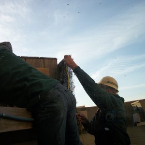 Kalamazoo Falcons Banding Day 2016