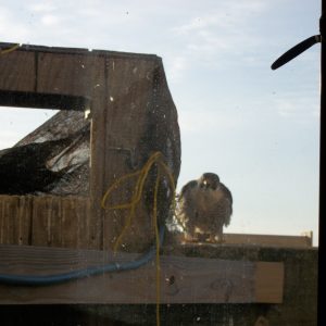 Kalamazoo Falcons Banding Day 2016