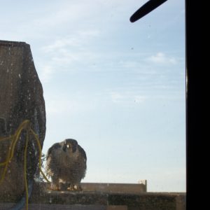 Kalamazoo Falcons Banding Day 2016