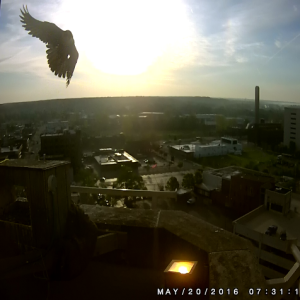 Kalamazoo Falcons Banding Day 2016