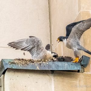 Kalamazoo Peregrine Falcons 2017