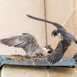 Kalamazoo Peregrine Falcons 2017