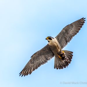 Kalamazoo Peregrine Falcons 2017