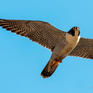 Kalamazoo Falcons 2015 Banding Day